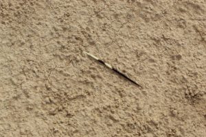 Porcupine spine in the Negev - Picture Krivine Guesthouse