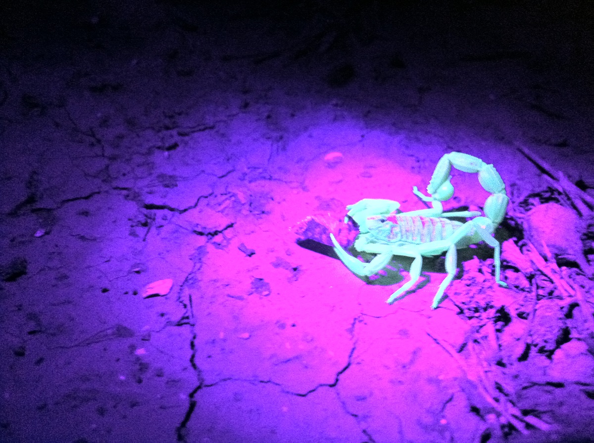 Scorpion in the Negev - Night safari