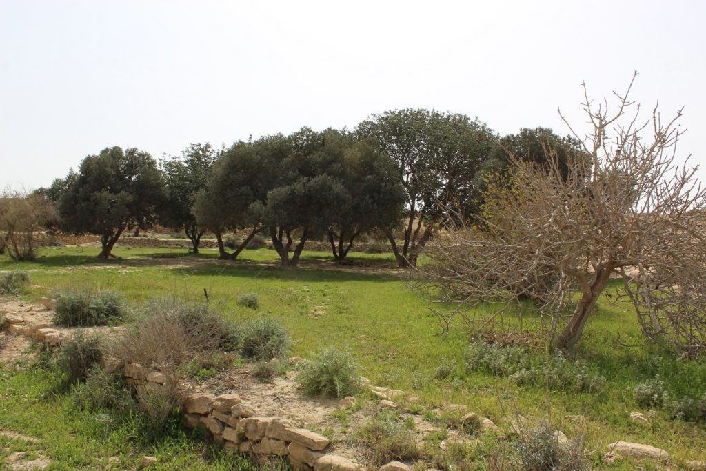 Nabatean orchard Shivta